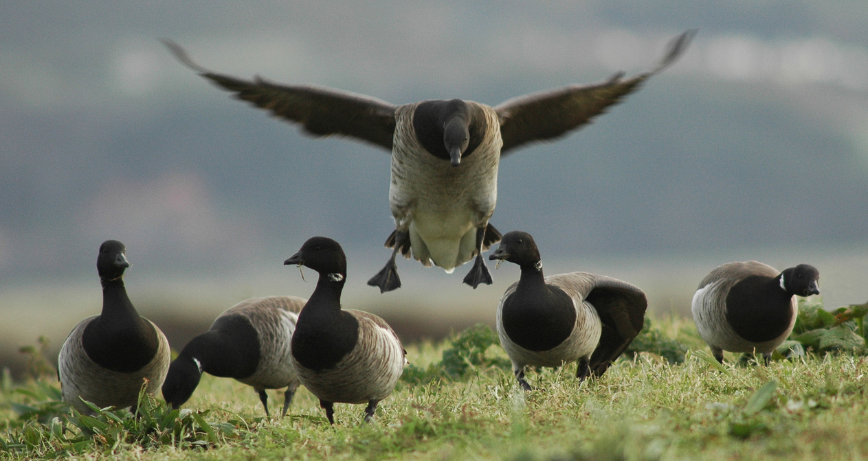 Brent Geese landing on the shores